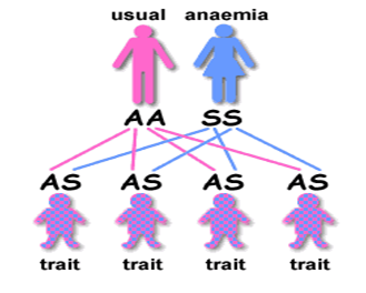 Love and Genotypes: The AS vs AS Question!!!!!!